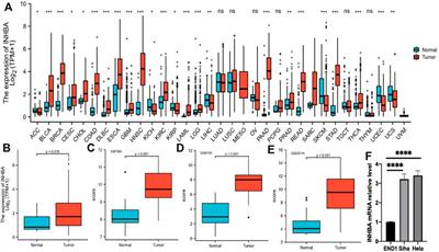 INHBA is a Prognostic Biomarker and Correlated With Immune Cell Infiltration in Cervical Cancer